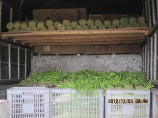 四川中江縣優(yōu)質(zhì)新鮮韭黃批量供應(yīng)，誠(chéng)邀批發(fā)商合作